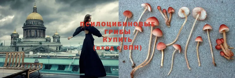 Галлюциногенные грибы Psilocybine cubensis  как найти наркотики  Тетюши 